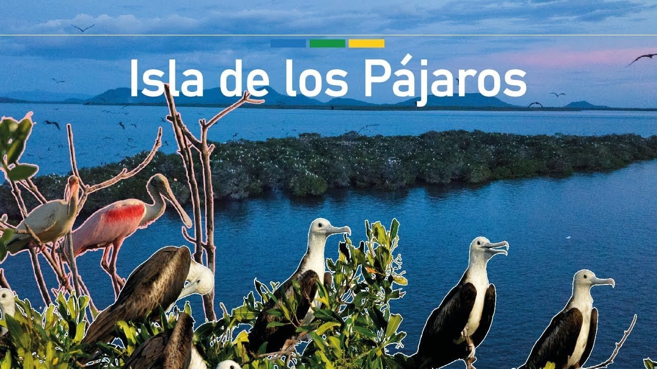Isla los Pájaros 
